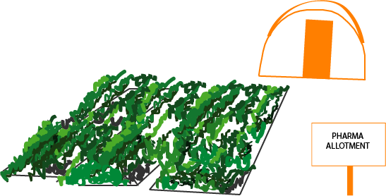 PHARMA ALLOTMENT